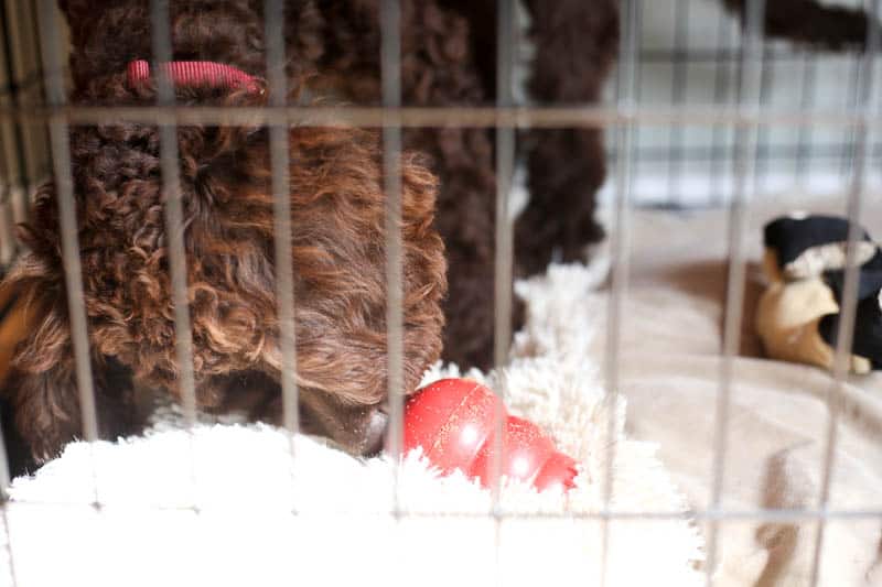 dog eating kong in crate